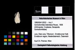 Foto (Objekt + Etikett) von Goniodromites bidentatus (Reuss, 1858)  (NHMW-GEO-1990-0041-2932)